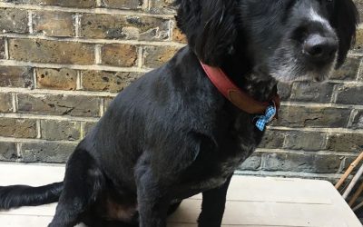 Hair of the Doggy