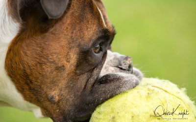 November DogBlog 2018
