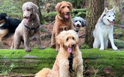 “Indiana Bones” DogBlog